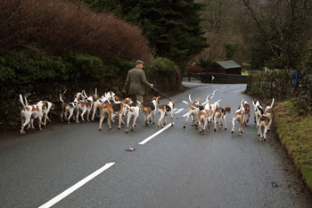 Fox Hunting images by Betty Fold Gallery